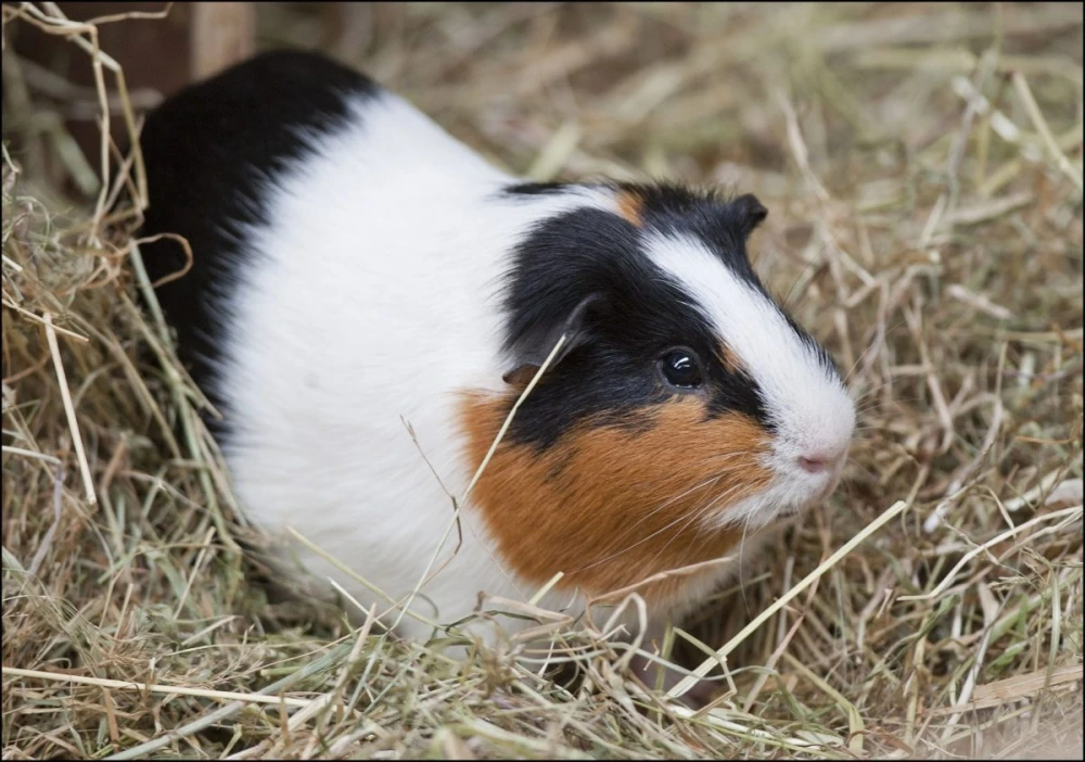 Świnka morska Cavia