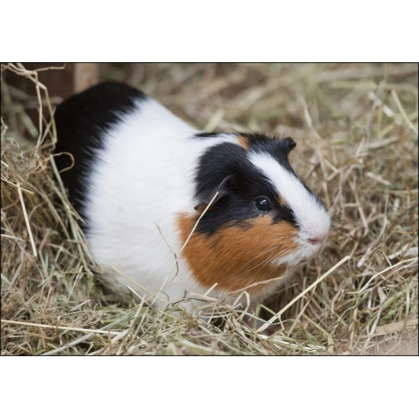 Świnka morska Cavia
