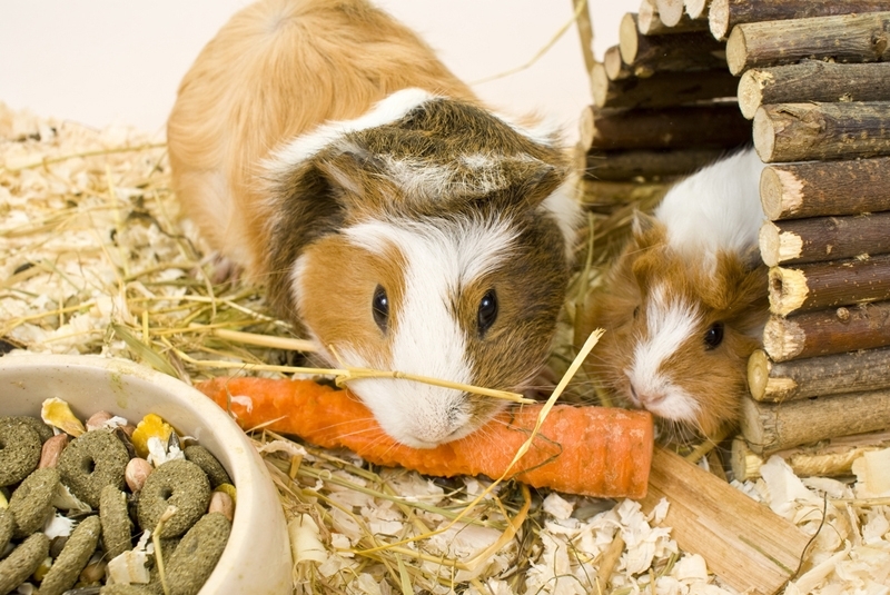 Świnka morska Cavia