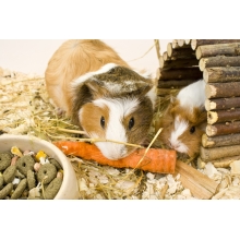 Świnka morska Cavia