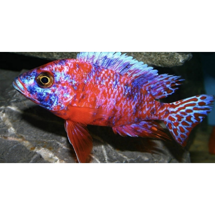 Aulonocara  Fire fish