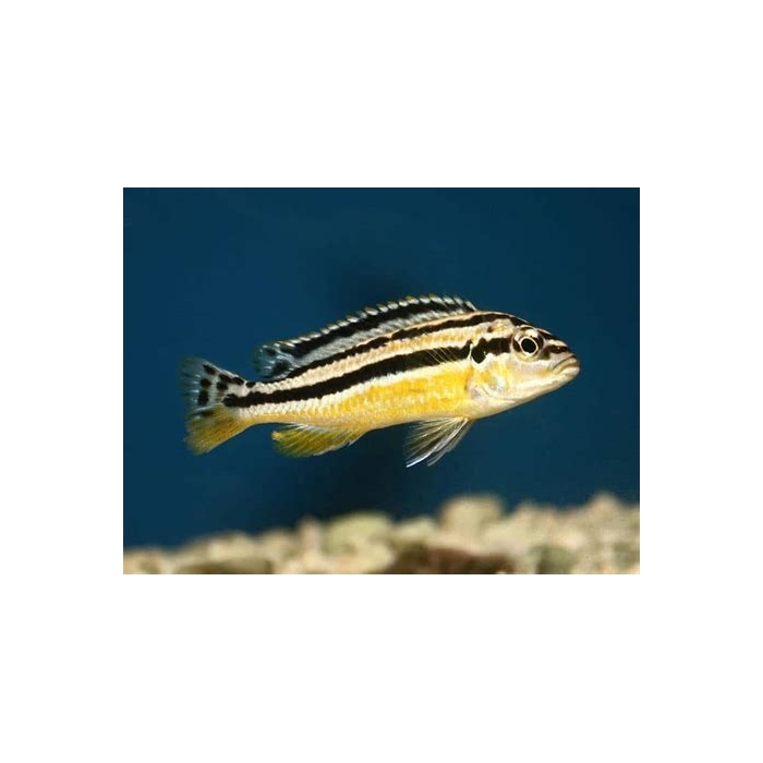 Pyszczak  Melanochromis auratus