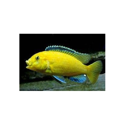 Pyszczak  Labidochromis caeruleus Yellow
