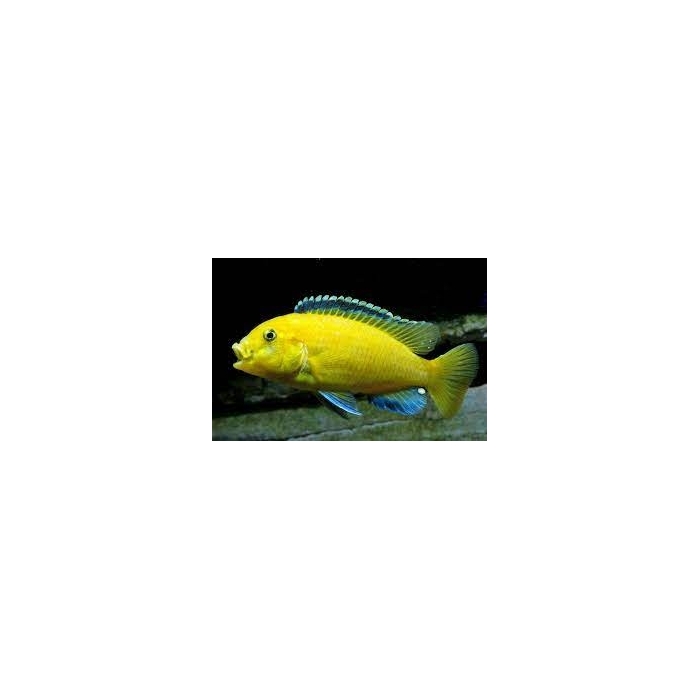 Pyszczak  Labidochromis caeruleus Yellow