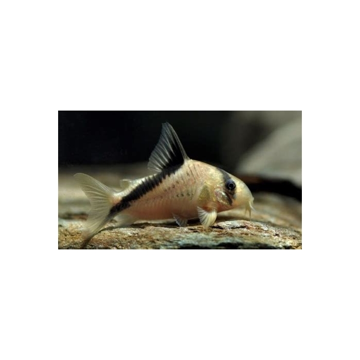 Kirysek Pręgooki (Corydoras Melini)