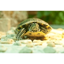 Żółw Wodno-lądowy